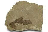 Eocene Fossil Balloon Vine (Cardiospermum) Leaf - Utah #334310-1